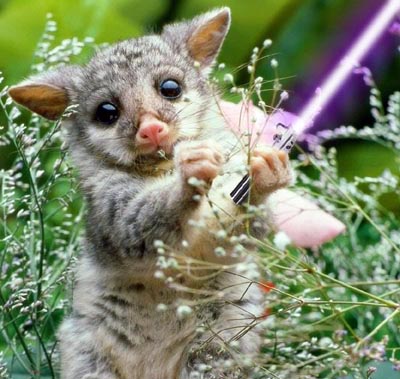 bushbaby